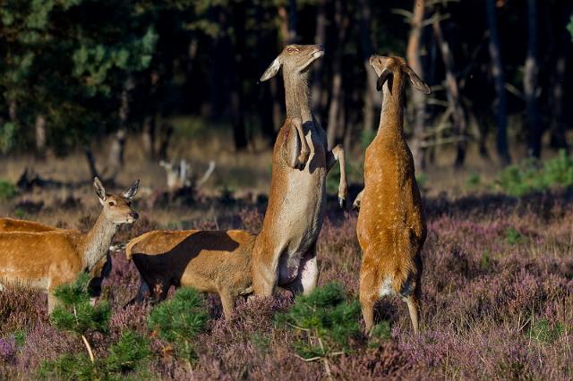 49 Hoge Veluwe, edelherten.jpg